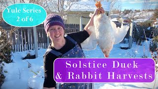 Harvest Duck & Meat Rabbits with me for the Solstice, A Permaculture Urban Homestead, Yule 2 of 6