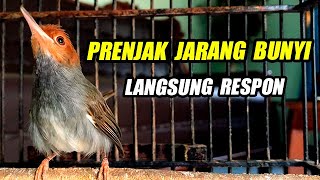 MEWAHHH !!, PRENJAK GACOR [  Prenjak Gacor Tarung di Alam Liar, Lagu Bervariasi