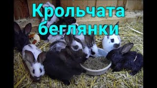 Нашли крольчат от сбежавшей крольчихи