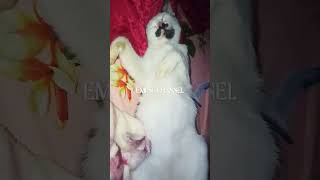 kucing bobok cantik