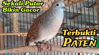 Perkutut lokal gacor Sekali putar Bikin gacor Terbukti paten