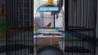 sogon ngobra #kicaumania #sogon #sogonpikat #sogonbahan #birds #burung