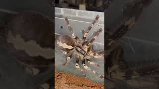 Poecilotheria smithi #tarantula