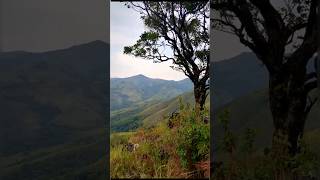 Chikmangalur Forest Visit in Monsoon 💚🌳🌨️⛰️🚶‍♂️   #shorts #shortsfeed #trending #forest #chikmagalur