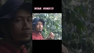 MERASAKAN SEGARNYA BUAH SUMPIT Microcos sp