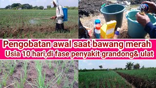 pengobatan awal saat bawang merah usia 9-10 hr,di fase penyakit grandong& ulat