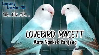 Suara Burung Lovebird NGEKEK PANJANG, Pancingan Lovebird PALING CEPAT BIKIN BUNYI