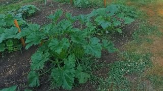 Pasture Garden Tour💥