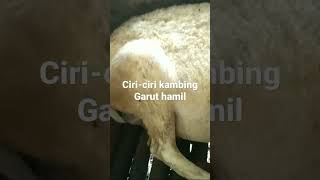 detik detik induk  domba Garut hamil mau melahirkan #shorts