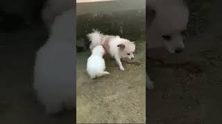 ZJ and Aina japanese spitz shih-tzu