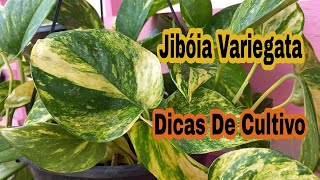 Jibóia Variegata # Dicas de Cultivo