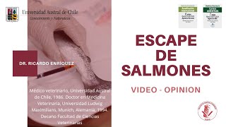 Académico UACh enfatiza en que faltan estudios científicos para evaluar impcto de escape de salmones