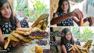 କୋଉଠୁ ଆସିଲା ଏତେ ସାରା ମାଛ//geet sangeet express