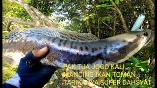 PAK TUA JOGO KALI  MANCING IKAN TOMAN SUPER DAHSYAT