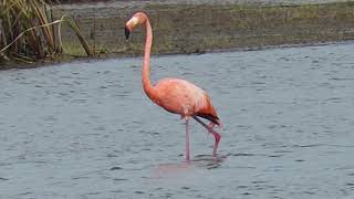 American Flamingo