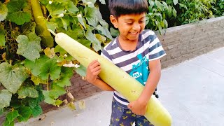 കുട്ട നിറയെ പച്ചക്കറി//Vegetable harvest fresh from our garden