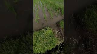 Bali Rice Field Water Flow || Pulukan, Bali