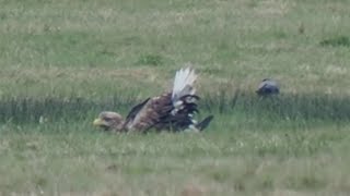 Badetag am Samstag ... der Seeadler macht mit _ #Vogelbeobachtung sea eagle