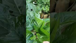 Harvest Spinach | Panen Bayam Volunteer