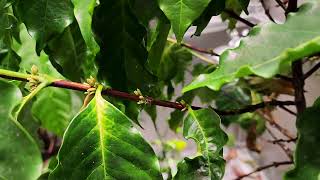 Coffee Tree Cherries Ripening