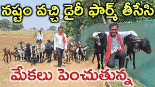 ఆవులు తీసేసి మేకలు పెంచుతున్న goat farming @MalleshAdla