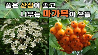 풀은 산삼이 좋고 나무는 마가목이 으뜸