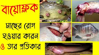 মাছের রোগ ও তার প্রতিকার । fish diseases in biofloc