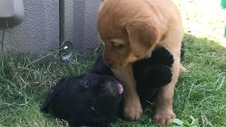 12 Five week old Goldadors playing outside