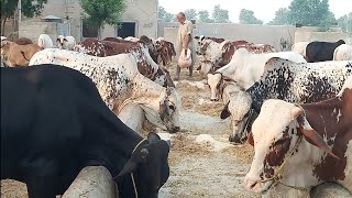 عزیز کیٹل فارم اینڈ پلائی سینٹر حاصل پور Aziz Cattle Farm and Palai Center Hashilpur