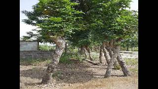 Ogilishi Tree Is Spiritual, Medicinal & Dynamic in Nature @ Dibịa Nwangwu Uchendu