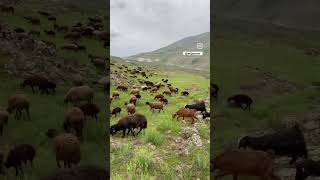 Dağda hayvan otlatanlar burda mı? #huzur #emek #hayvan #nature #animals #keşif #dağ #doğasever