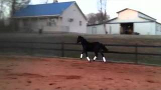 Isabeau friesian filly