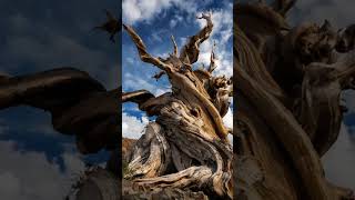 Methuselah ; Oldest Living Tree On Earth