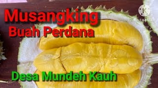 MUSANGKING BUAH PERDANA || HASIL TOP WORKING‼️