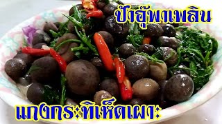 แกงกระทิเห็ดเผาะ อร่อยหม๊าก | ป้าอุ๊พาเพลิน