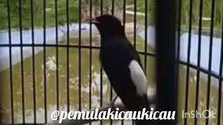 Pancingan dan terapi burung murai batu di pagi hari agar tambah gacor#pemulakicaukicau