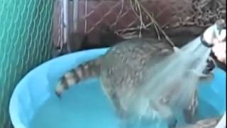 Raccoons likes water !