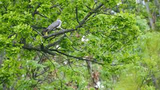 Ruf vom Kuckuck am Siedewitzer Teich an der Lossa bei Thallwitz