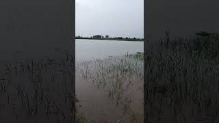 floodwater#punjab#villagelife(@expertvillage ) #monsoon