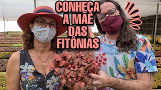 Porque todo mundo ama FITÔNIA? - Coleção de PLANTAS Fittonia