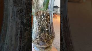 Rooting monstera deliciosa cutting in sphagnum moss #plants