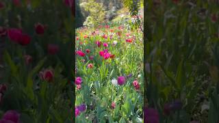 Tulip time 🌷#australia#tulips#tulipview #spring#flowers#flowers #flowergarden#garden #perthlife