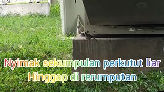 Spontan melihat sekumpulan perkutut, mengamati perkutut liar di rerumputan.