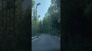 yercaud drive #shorts #forests