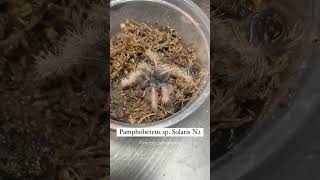 Pamphobeteus sp. Solaris spidering feeding (N2). Baby spider eating~