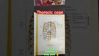 Thoracic Cage