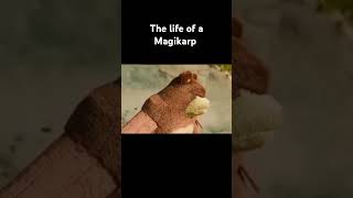 The Life of a Magikarp