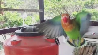 LOVEBIRD HIJAU TERBANG SLOWMOTION