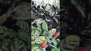 Nursery Pokok Bunga | penang | malaysia😍 #shortvideo #kedaibunga #subscribetomychannel