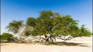 Bahrain - Tree of Life